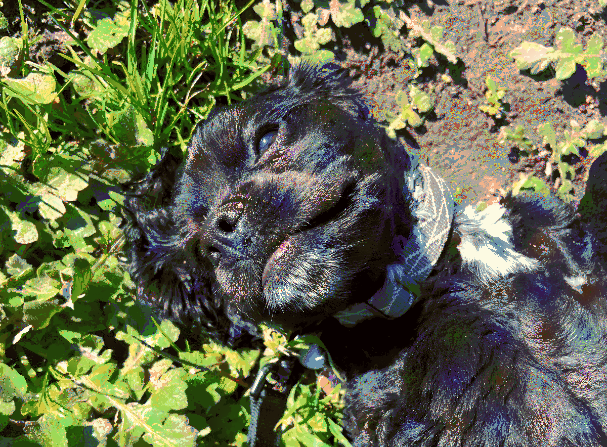 A picture of my cousins dog